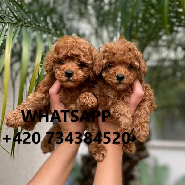 Toy Poodle Puppies
