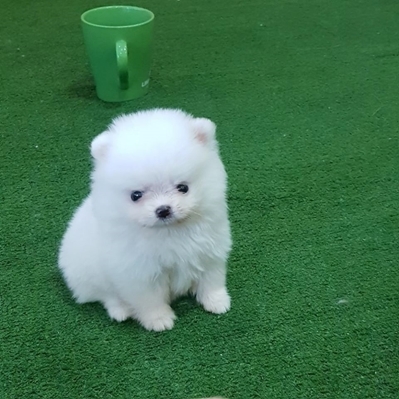 Pomeranian Puppies