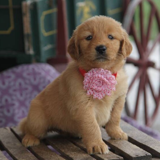 Golden_retriever_puppies_