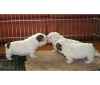 Cute and lovely English bull dog puppies ready for this 2011,