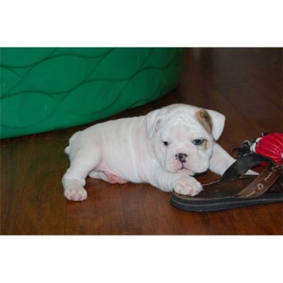 TWO MALE AND FEMALE WHITE ENGLISH BULLDOG PUPPIES FOR ADOPTION