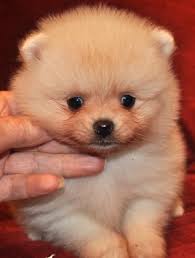 Pomeranian puppies