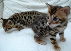 ocelot kitten, caracals and margay kittens for sale.