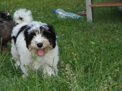 Tibetan Terrier puppies with pedigree