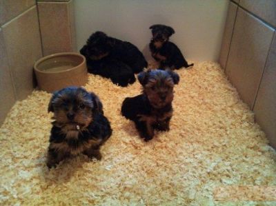 Extremely cute Teacup Yorkie puppies