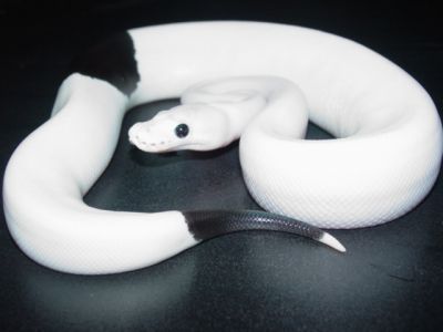 cute and adorable Ball ,Piebald and Albino pythons for adoption	