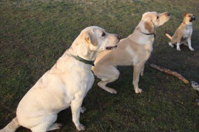 Enfield and Chingford Dog Walker, Pet Sitter, Dog Day Care and more!