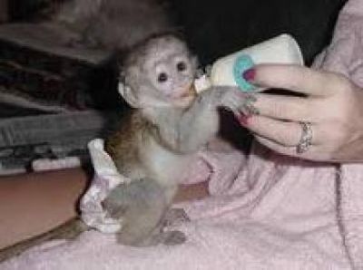 charming baby capuchin monkeys for new homes.