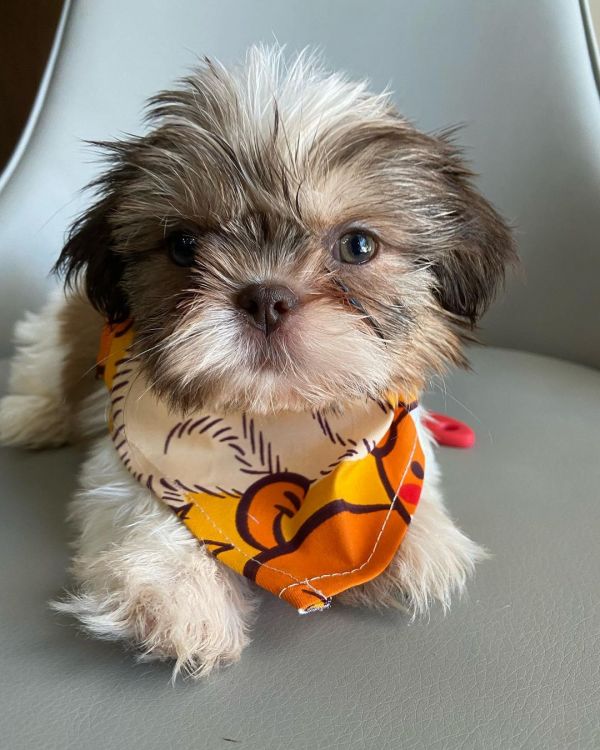 Teacupshihtzupuppiesavailable for adoption