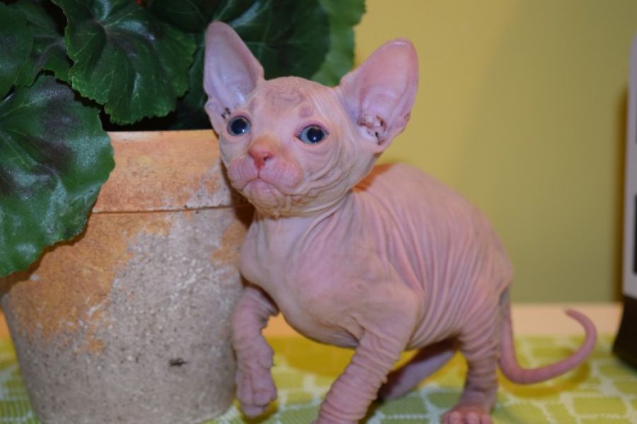 Beautiful Sphynx Kittens.whatsapp me at: +447418348600