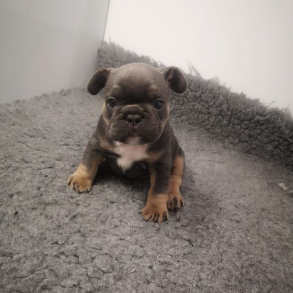 French Bulldog Puppies For Sale 