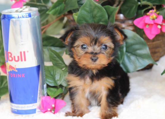 2 YORKIE PUPPIES AVAILABLE FOR SALE....billcatrojustine@gmail.com..