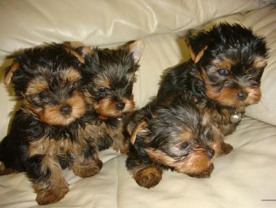 super cute teacup yorkie puppies for adoption.