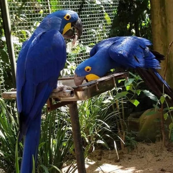 Playful  african grey and macaw parrots 