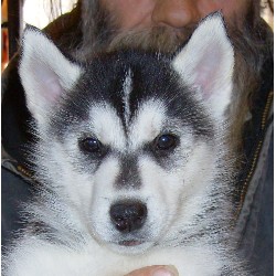 Siberian Husky puppies