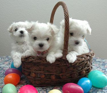 Beautiful  Maltese puppies Available For Adoption