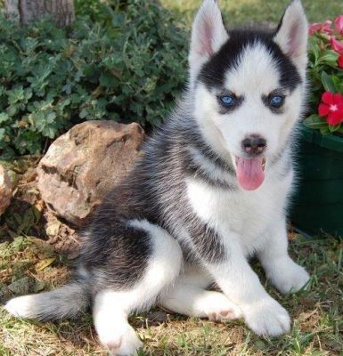  gorgeous akc/ckc siberian husky studs! grey and black!Beautiful Siberian Husky Puppy!