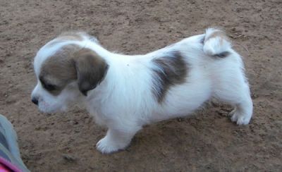 we  have some lovely and home trained jack Russel puppies for sale
