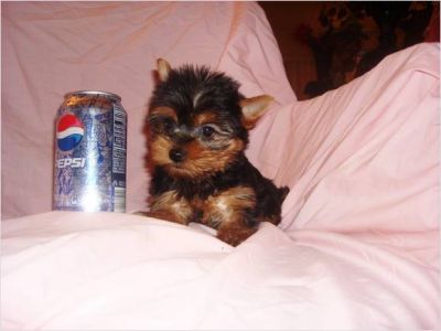 2 teacup yorkie puppies for free adoption