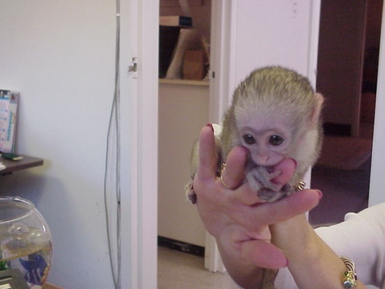 Adorable baby capuchin, squirrel and marmoset monkeys ready for good homes.