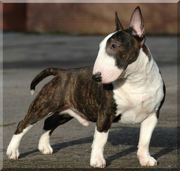 Magnificent miniature bull terrier puppies