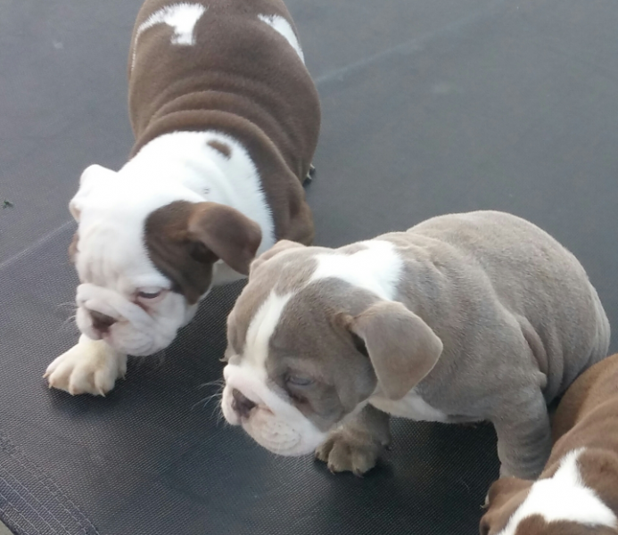 Teddy Bears Ready Now. Kc Reg English Bulldog Puppies