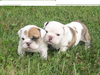beautifull english bull dog puppy for free adoption