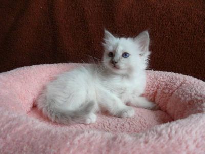 Sacred Birma kittens with pedigree