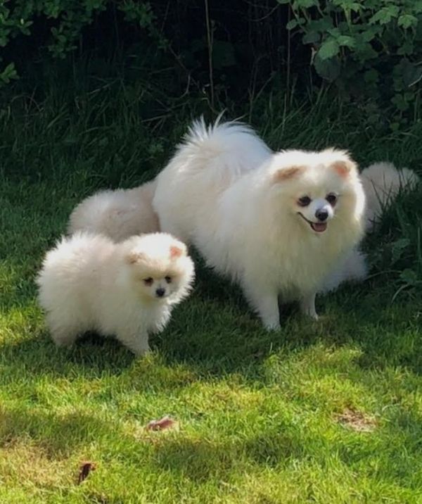 Pomarenian puppies       Whatsapp me at +447450772966