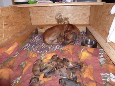 Dog Kennel Ashabirra - MTO offers Rhodesian Ridgeback puppies with pedigree