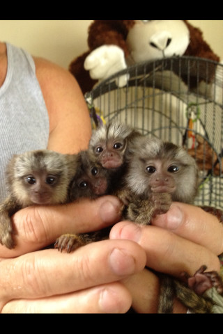 Pure Breed Marmoset Monkey for a new Home… 