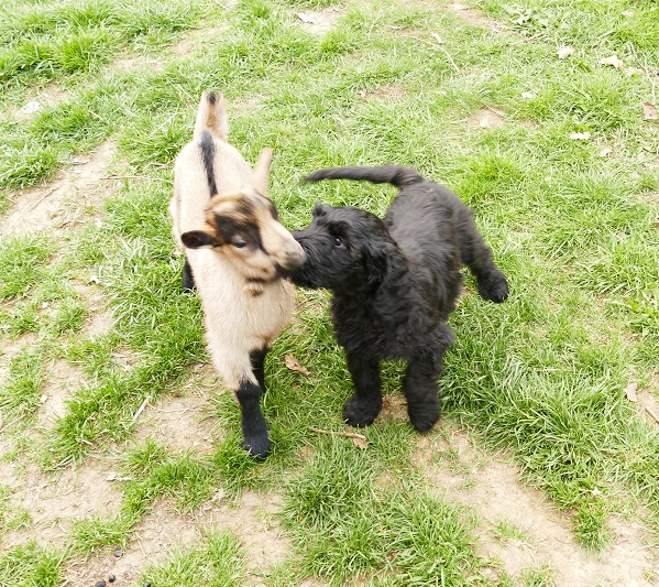Black Russian Terrier - Puppies