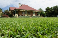 sir walter turf | windsor turf supplies