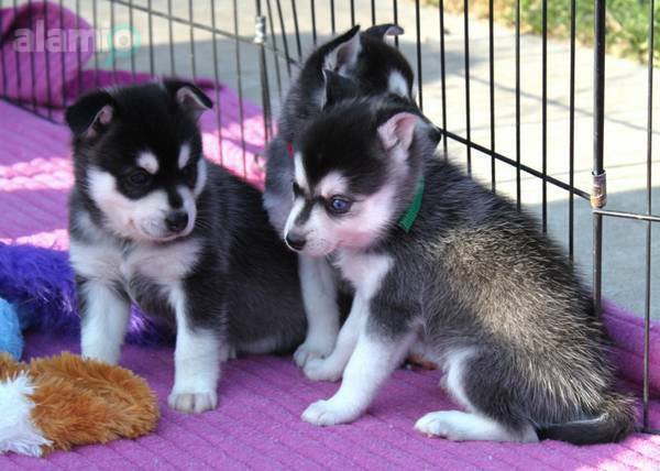 Siberian Husky puppies.
