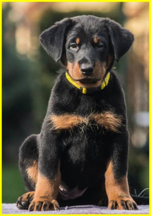 Beauceron (Berger de Beauce) – FCI registred