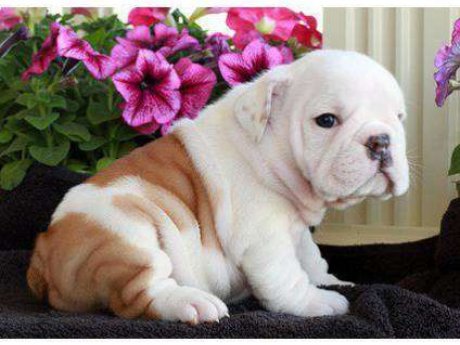Healthy English Bulldog Puppies Available