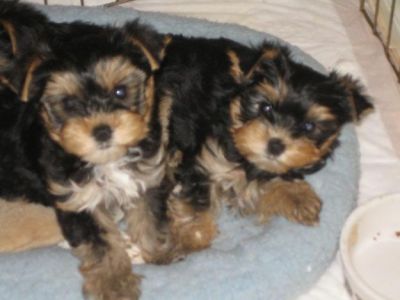 cute yorky pupps for Re-home now