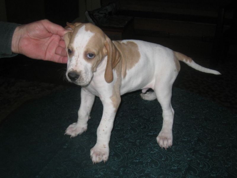 English Pointer puppies for sale 