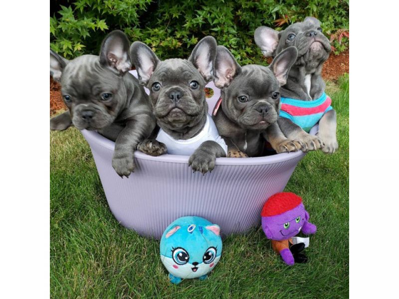We have both male and female French bulldog pups  Whatsapp/Viber +48785742139