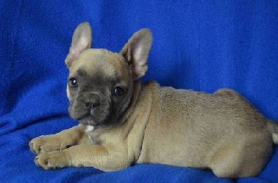 French Bulldog with pedigree - color blue, lavender, blue and white