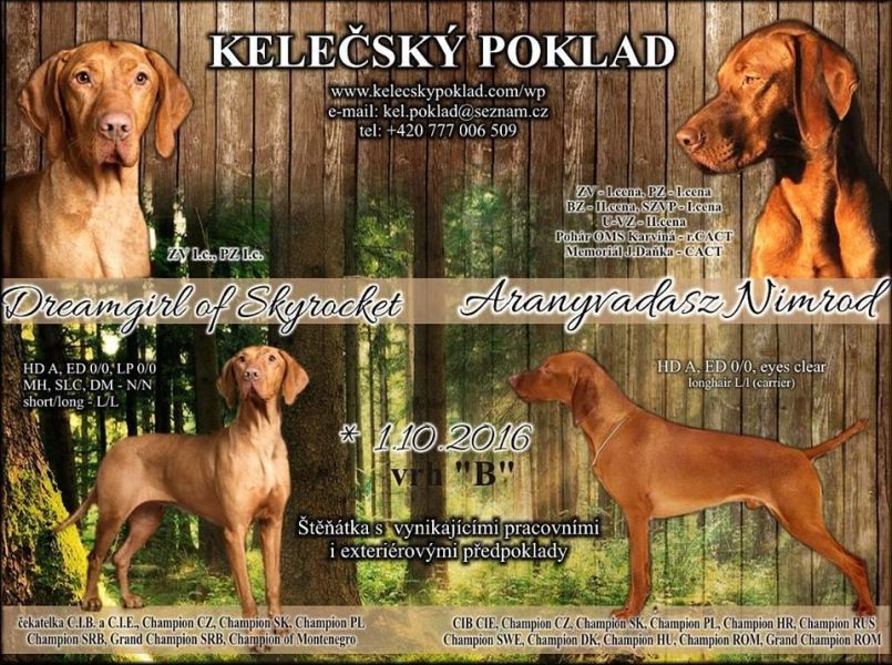 Magyar Vizsla with pedigree, puppies from 2 litters