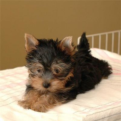 adorable teacup yorkie puppy for free adoption