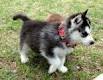 super cute Siberian husky puppies for adoption