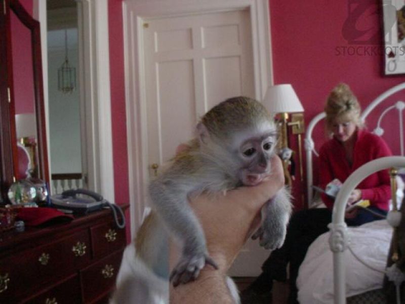 Capuchin monkeys cute and lovely baby gift