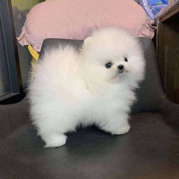 Purebred White Pomeranian Puppies