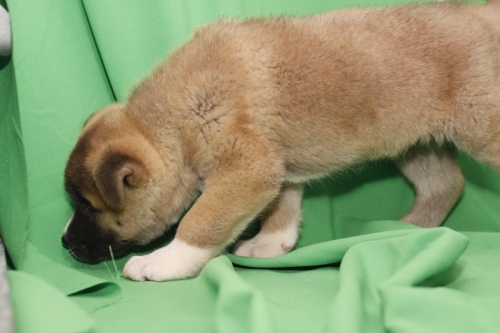 Cute and lovely Male and Female Akita puppies