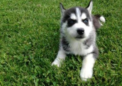 Cute Male and Female Siberian Husky Puppies