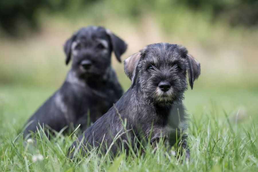 Standard schnauzer peppersalt