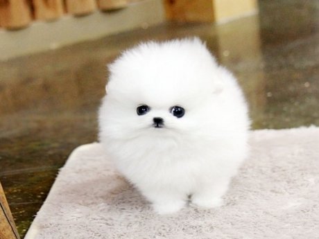 Pomeranian Puppies For Adoption.