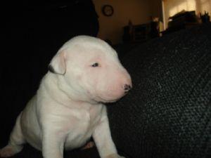 miniature bull terrier puppies 